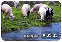 《湖南省畜禽规模养殖污染防治规定》政策解读