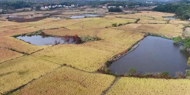 德安：加强湿地候鸟保护 共建和美生态家园